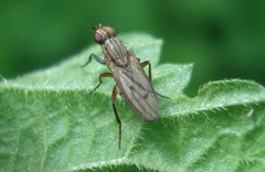 Pherbellia cinerella