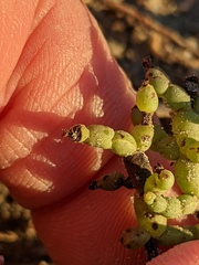 Allenrolfea occidentalis