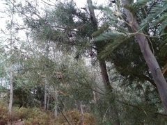 Hakea decurrens