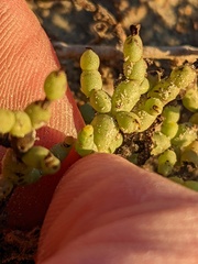 Allenrolfea occidentalis