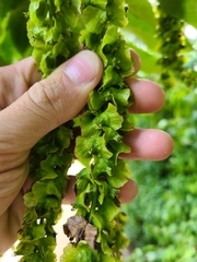 Pterocarya fraxinifolia