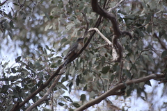 Cacomantis flabelliformis