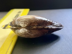 Unionidae