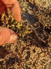 Allenrolfea occidentalis