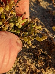 Allenrolfea occidentalis