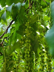 Pterocarya fraxinifolia