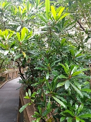 Anopterus macleayanus