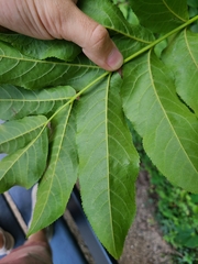 Pterocarya fraxinifolia