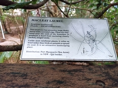 Anopterus macleayanus