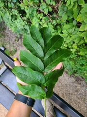 Pterocarya fraxinifolia