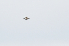 Charadriiformes