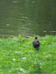 Gallinula chloropus