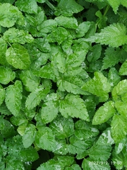 Aegopodium podagraria