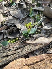 Chiloglottis valida