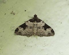 Xanthorhoe fluctuata