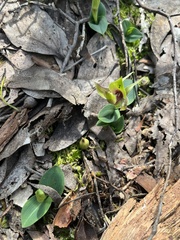 Chiloglottis valida