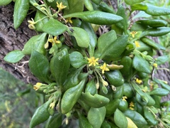 Tetragonia