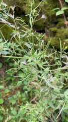 Epilobium coloratum