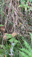 Agrostis capillaris