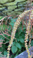 Aruncus dioicus