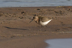 Calidris ferruginea
