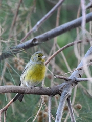 Serinus canaria