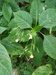 Impatiens parviflora