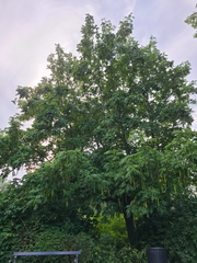 Pterocarya fraxinifolia
