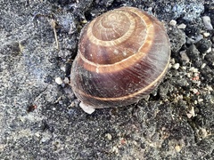 Helix lucorum