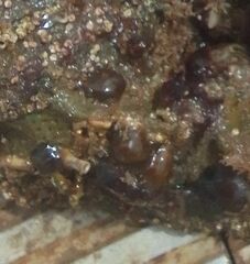 Aplidium fuscum