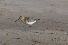 Calidris ferruginea