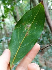 Endiandra discolor