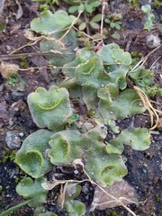 Lunularia cruciata