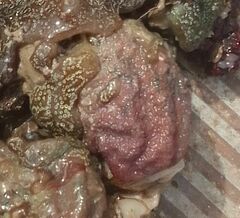 Aplidium fuscum