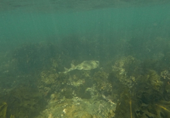 Trygonorrhina dumerilii