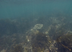 Trygonorrhina dumerilii