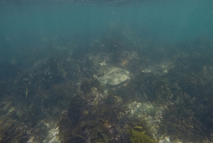 Trygonorrhina dumerilii