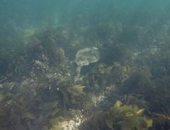 Trygonorrhina dumerilii