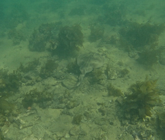 Trygonorrhina dumerilii