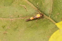 Stathmopoda