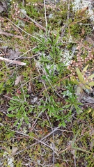 Antennaria dioica