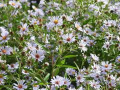 Symphyotrichum
