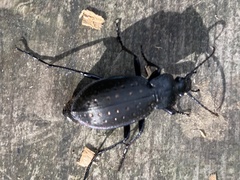 Carabus hortensis