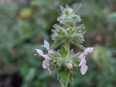 Stachys albens
