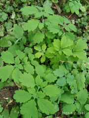 Chelidonium majus
