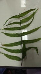 Thelypteridaceae