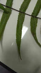 Thelypteridaceae