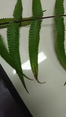 Thelypteridaceae