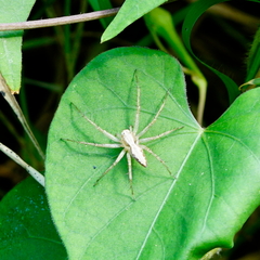 Oxyopes sertatus