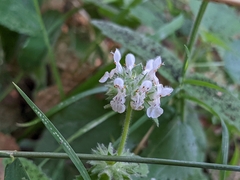 Stachys albens
